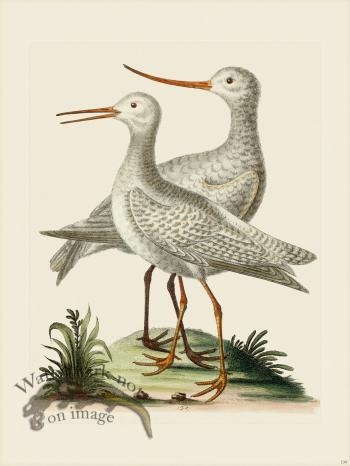 Edwards 139 White Godwit